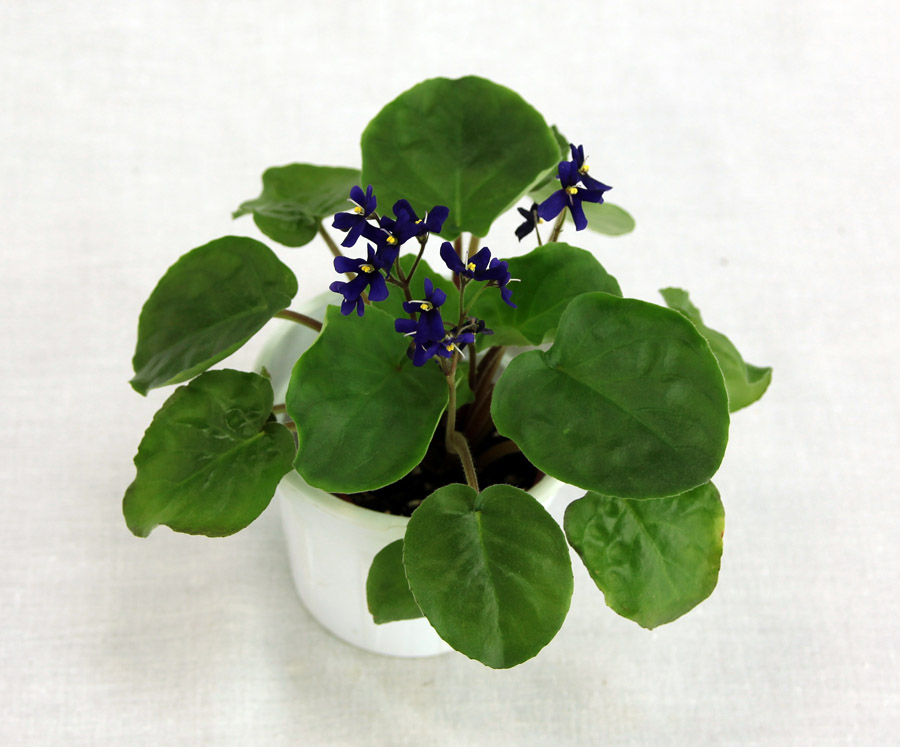 2 место – Saintpaulia ionantha subsp. Orbicularis, колл. Е. Морозова