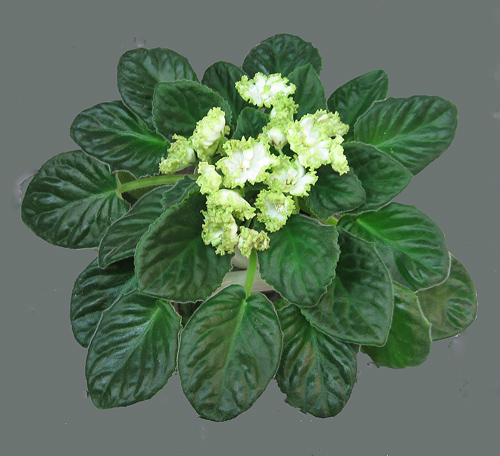Parn-Effect-Skorohod.jpg