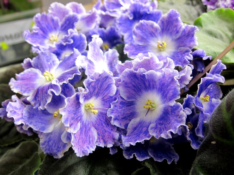 Кузина АЕ-Sharlene Romantic.JPG