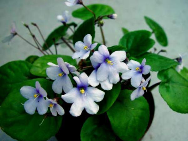 Saintpaulia clone orbicularis