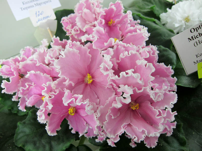 Тюрина РС-Марья Искусница.JPG