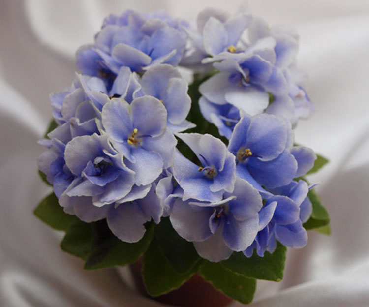 Honey Blue Angel sport.jpg