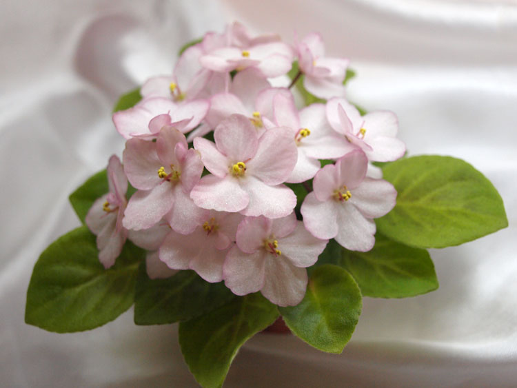 Emerald Pink sport.jpg