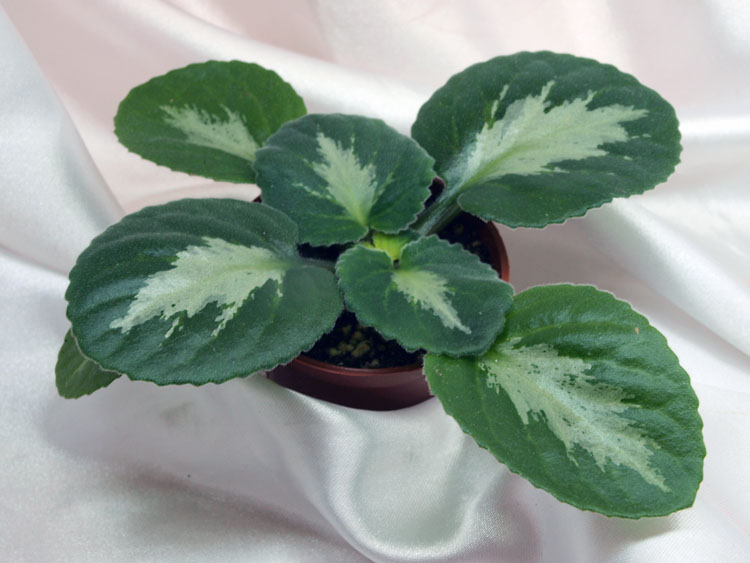 Primulina brassicoides Marble Leaf.jpg