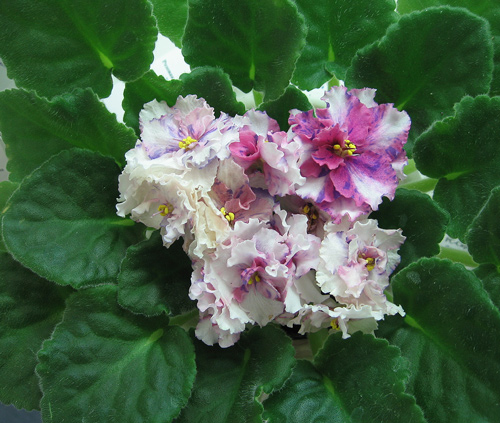 Snow-Jewel-Dan.jpg