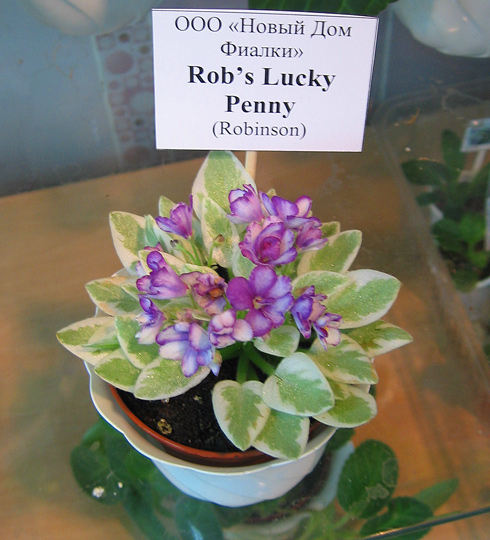 Rob;'s-Lucky-Penny.jpg