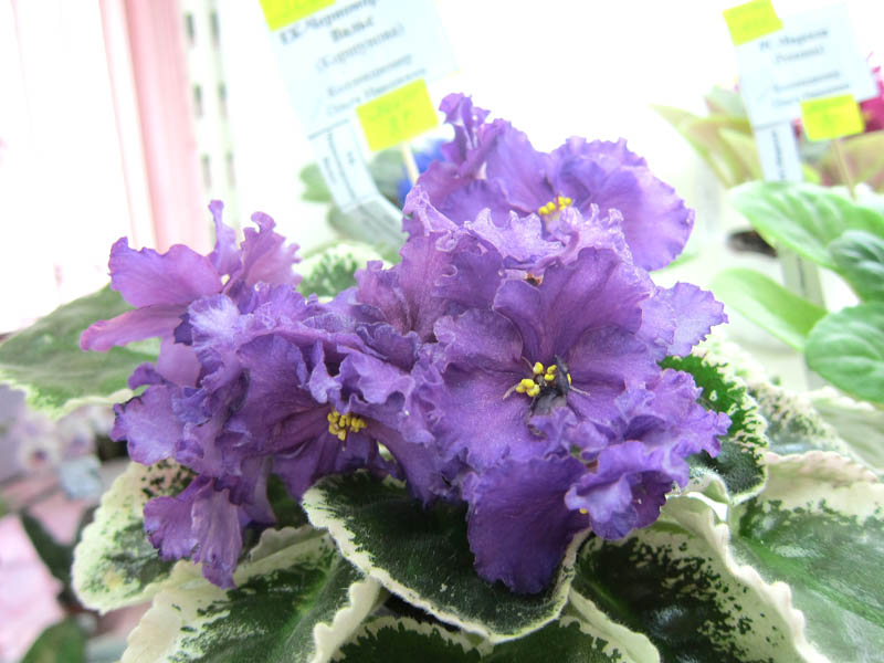 Ивашкина ЕК-Черноморский Вальс.JPG