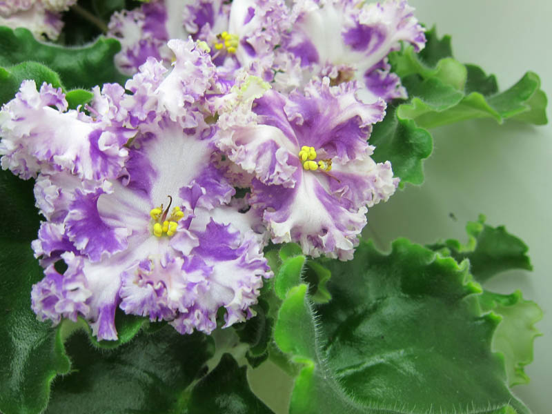 Копейкина химера Bloom's Debut .JPG