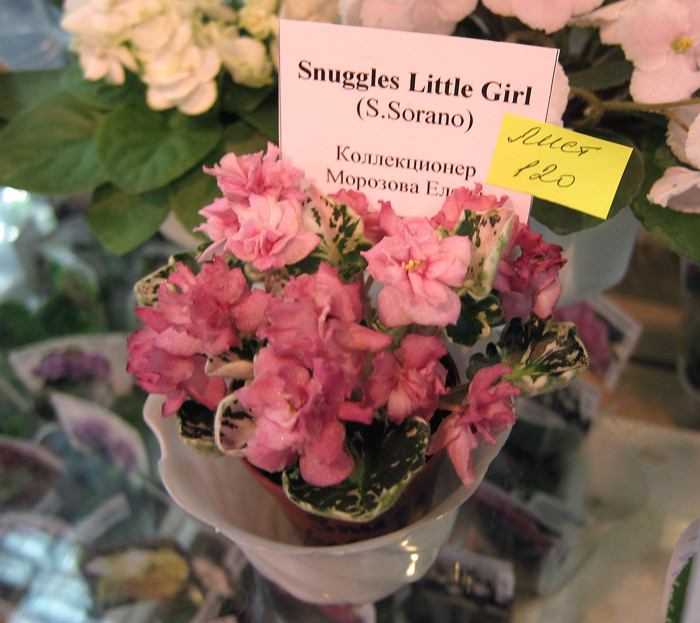 Snyggles-Little-Girl.jpg