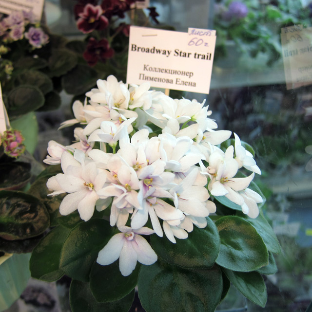 Broadway-Star-Trail.jpg