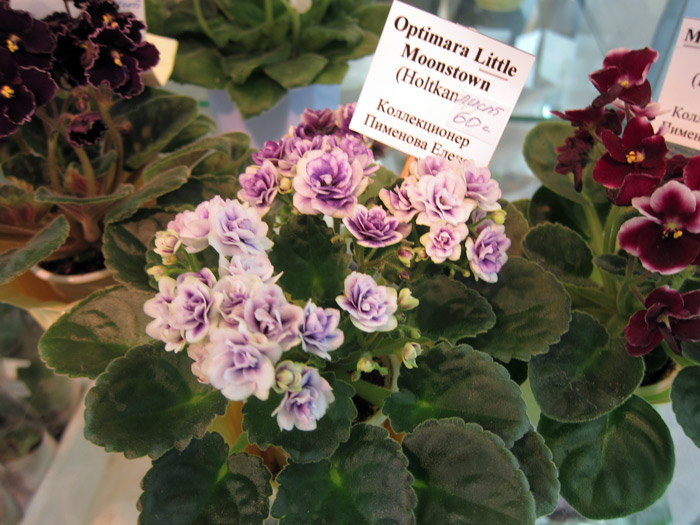 Optimara-Little-Moonstown.jpg