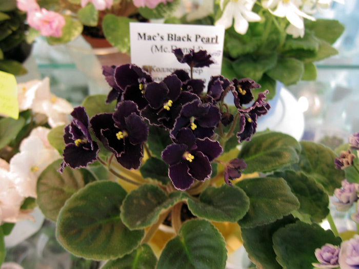 Mac's-Black-Pearl.jpg