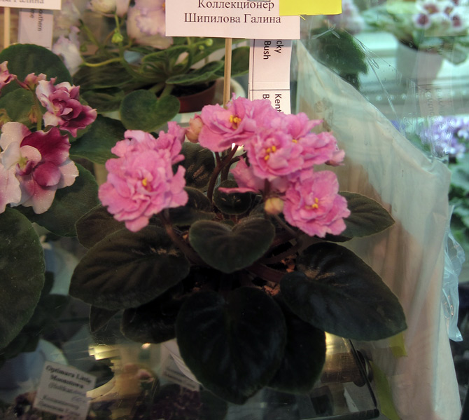 Kentucky-Baby-Blush.jpg