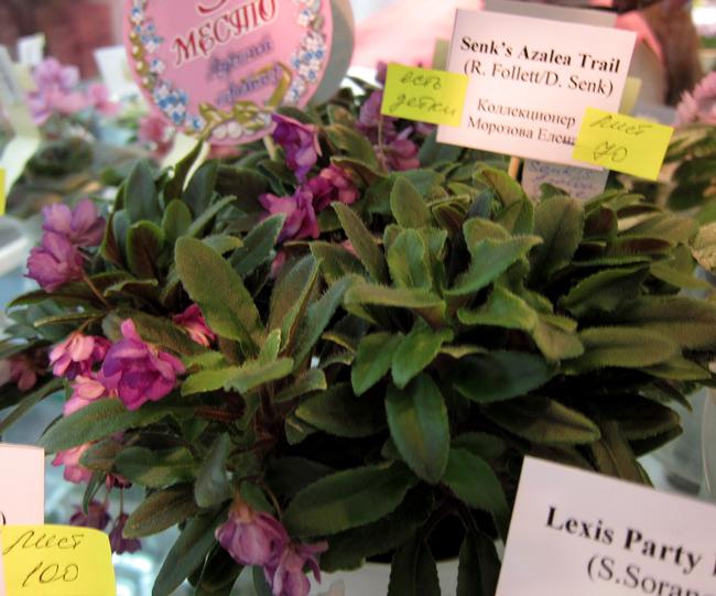 Senk's-Azalea-Trail.jpg