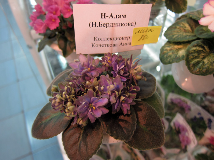 Н-Адам.jpg