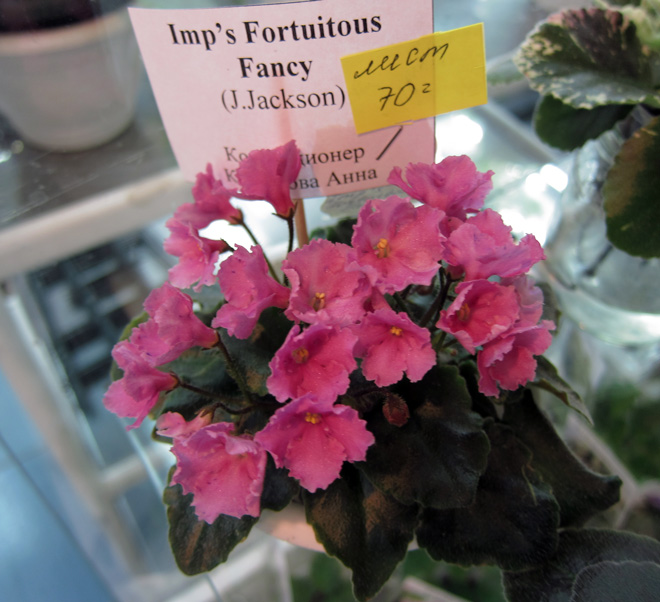 Imp's-Fortuitous-Fancy.jpg