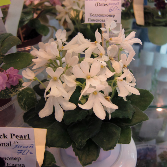 Lynar-Lily-White.jpg