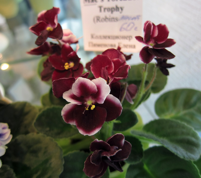 Mac's-Toreador-Trophy.jpg
