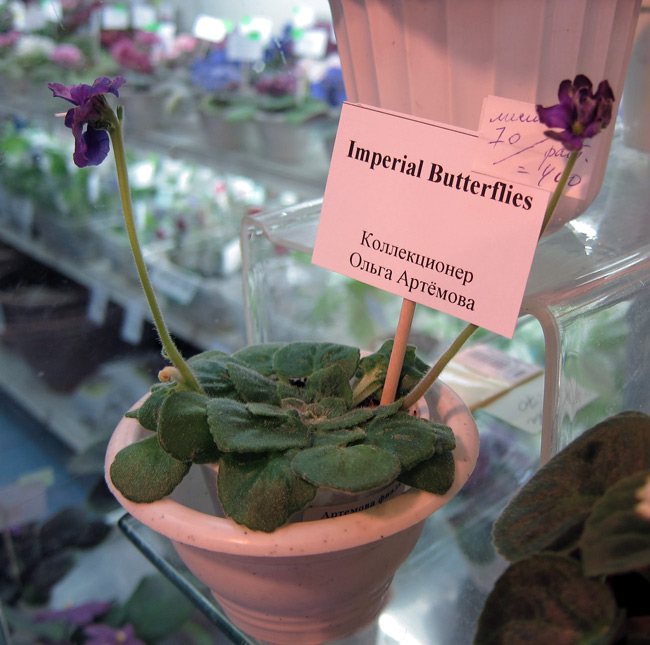 Imperial-Butterflies.jpg