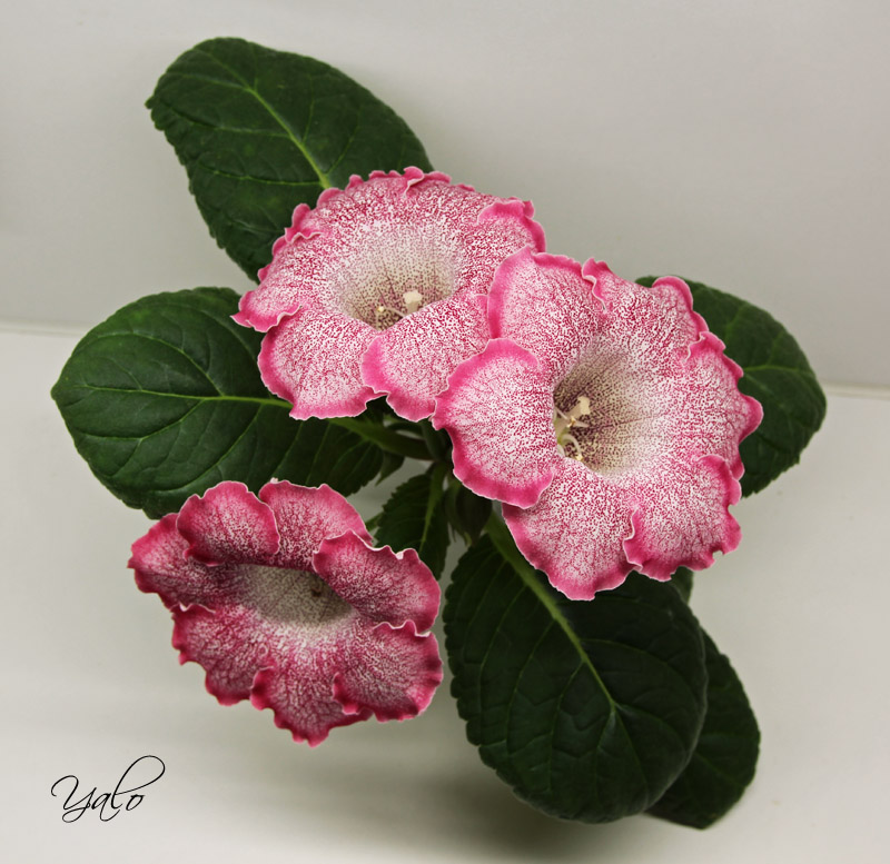 SAN-Princessa Speciy.jpg