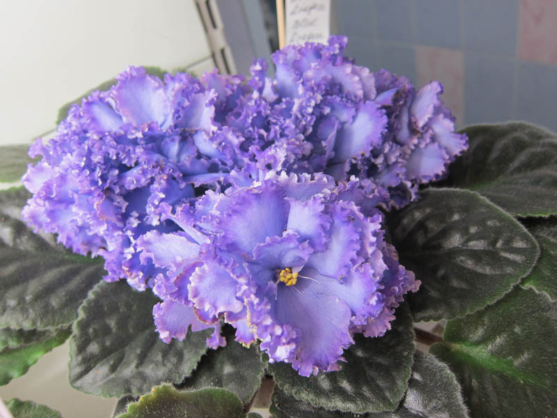 Карпова Blue Dragon.JPG