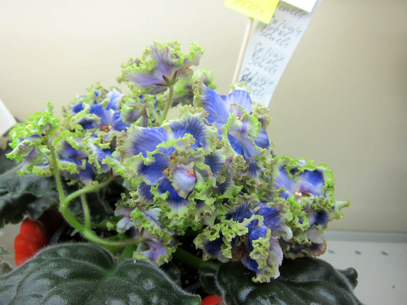Карпова Cajun's Royal Jewels.JPG