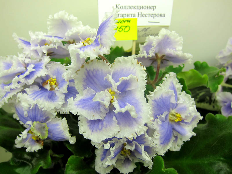 Нестерова ЛЕ-Лёша.JPG