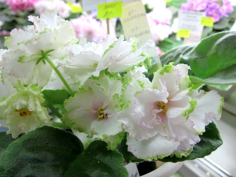 Карпова ПТ-Эленика.JPG