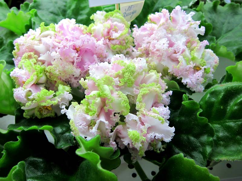 Кузина ЛЕ-Денди.JPG