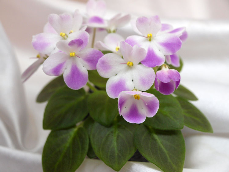 Morgan`s Declan Duff_2.jpg