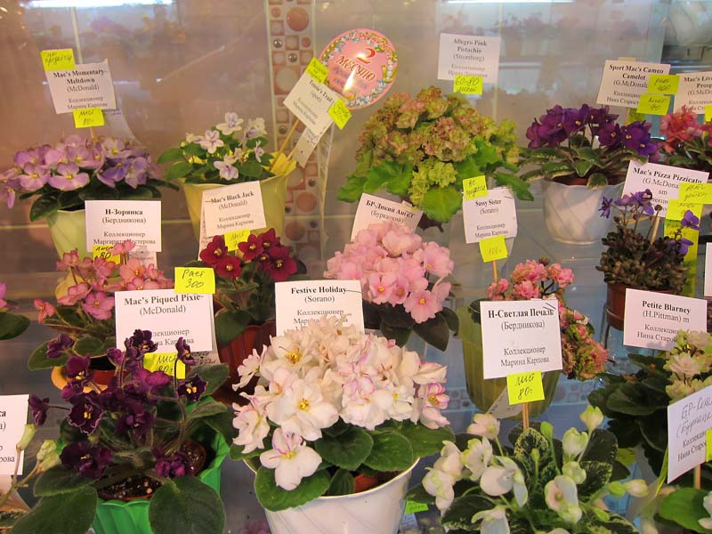 Миниатюры IMG_4886.JPG