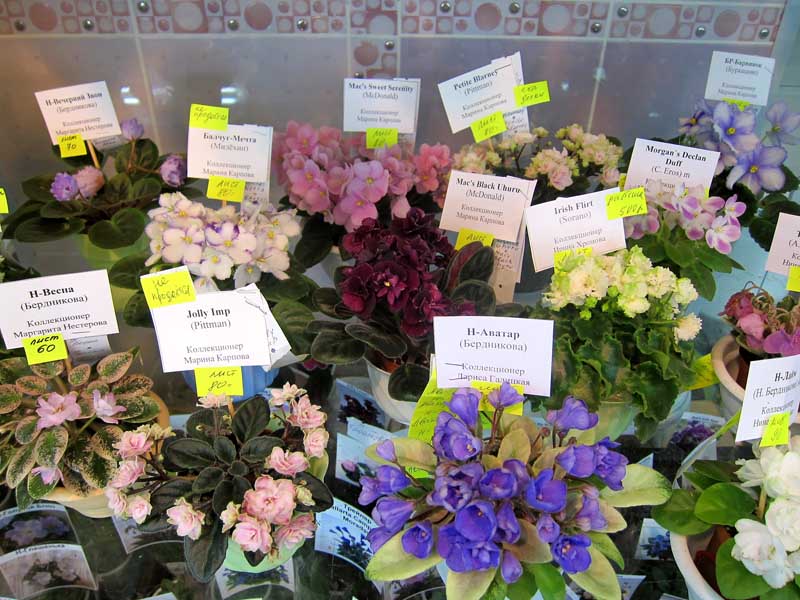 Миниатюры IMG_4885.JPG