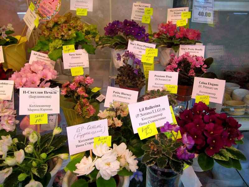Миниатюры IMG_4889.JPG