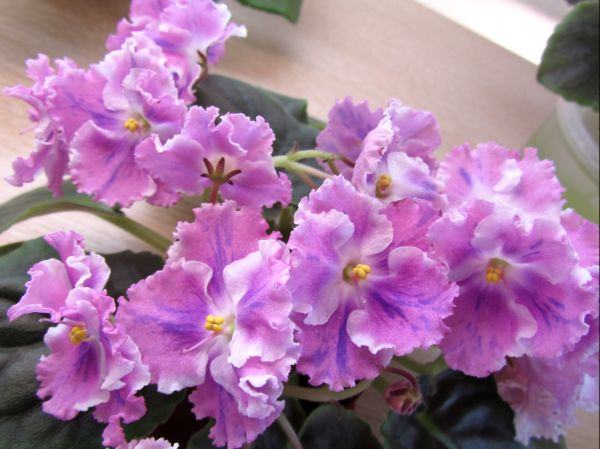 АЕ-Амур Элит.jpg