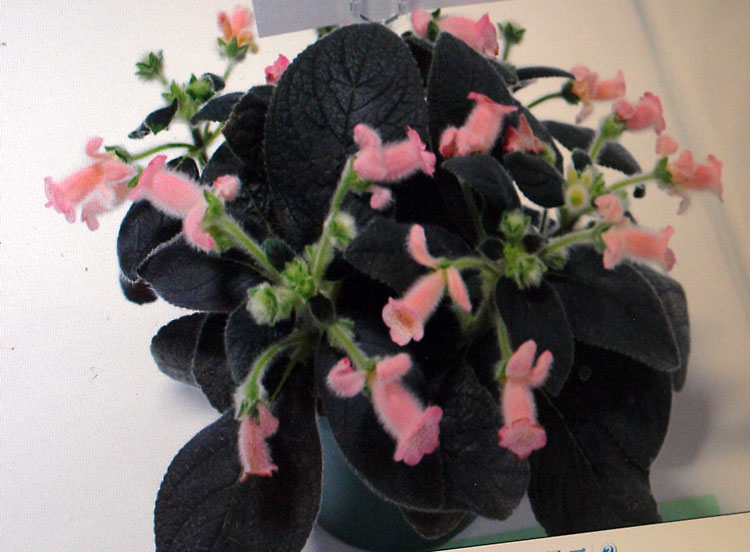 Kohleria Bud's Little Pig.jpg