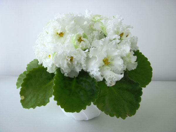 ЛЕ--Lady-Winter.jpg