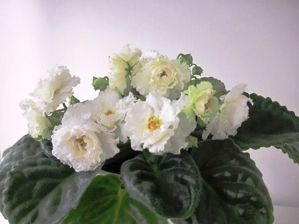 ЛЕ-Золотая-Роза.jpg