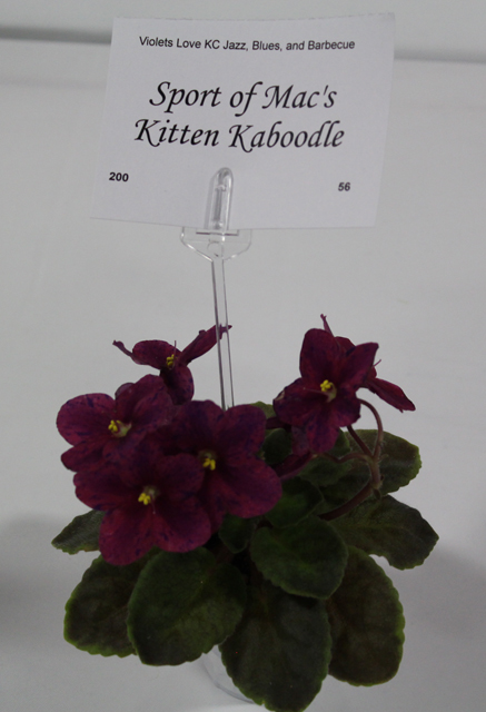 Sport of Mac's Kitten Kaboodle.JPG