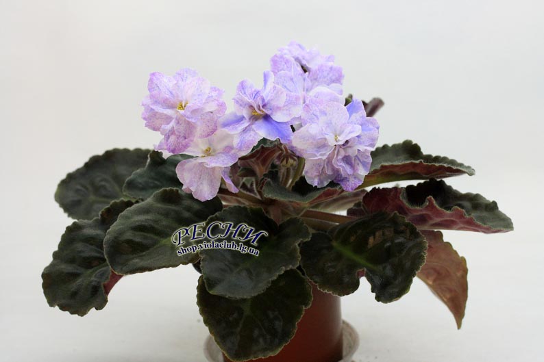 IMG_3183 копия.jpg