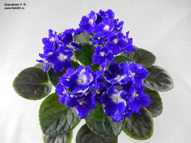 Optimara Ultra Violet