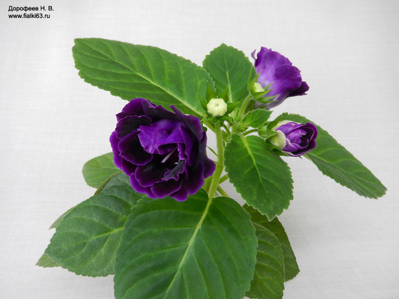 Глоксиния mini Violet
