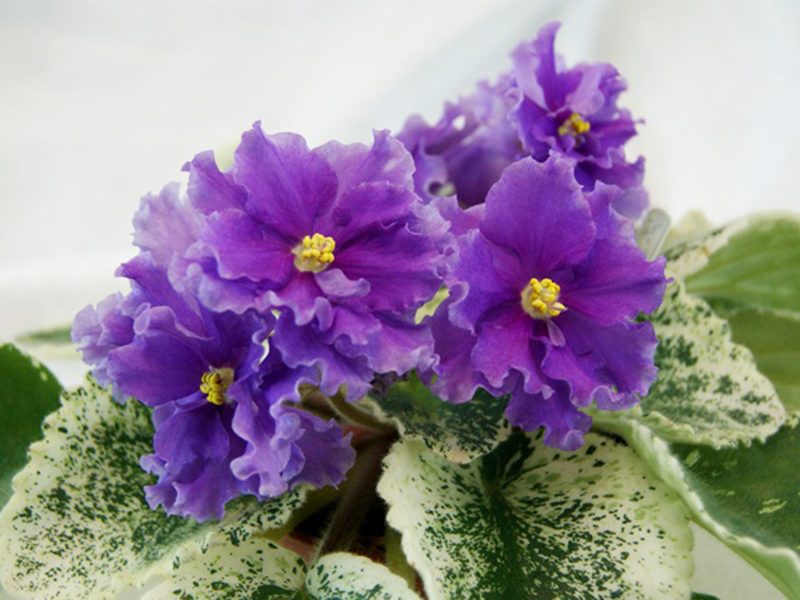 ЛЕ-Грезы Султана