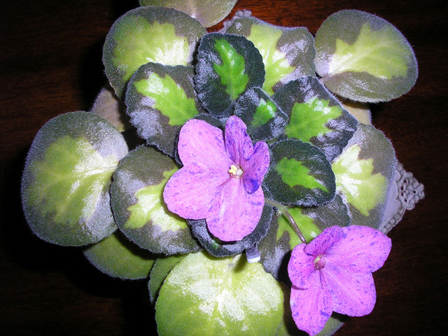 PB110010.JPG