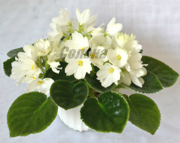 ЛЕ-Предвестник Весны