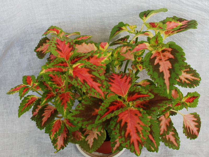 Колеус (Coleus Lour.).jpg