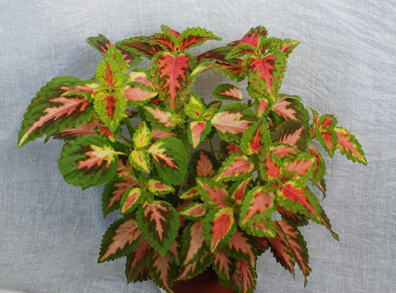 Колеус (Coleus Lour.)-1.jpg