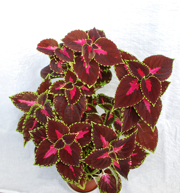 Колеус (Coleus Lour.)-3.jpg