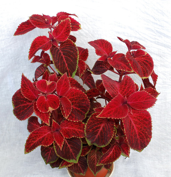 Колеус (Coleus Lour.)-2.jpg