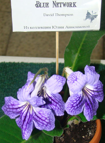 Юли8.jpg