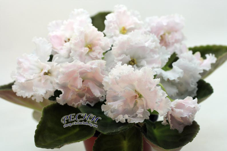 IMG_3278 копия.jpg